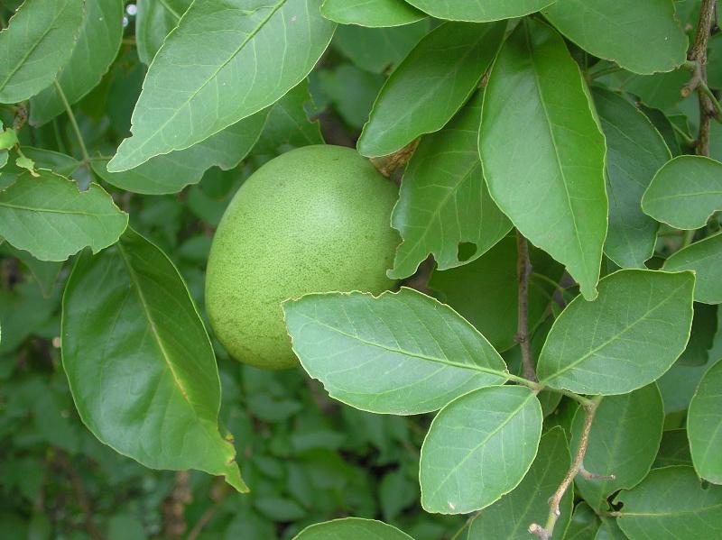 Marmelos or Wood-Apple (Bel in Bengali) Leaves and Fruits